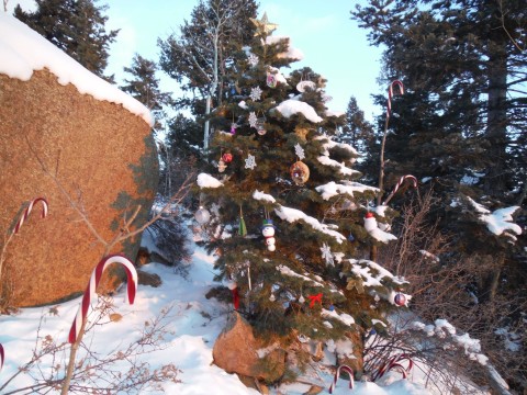Christmas Tree at Top of Incline